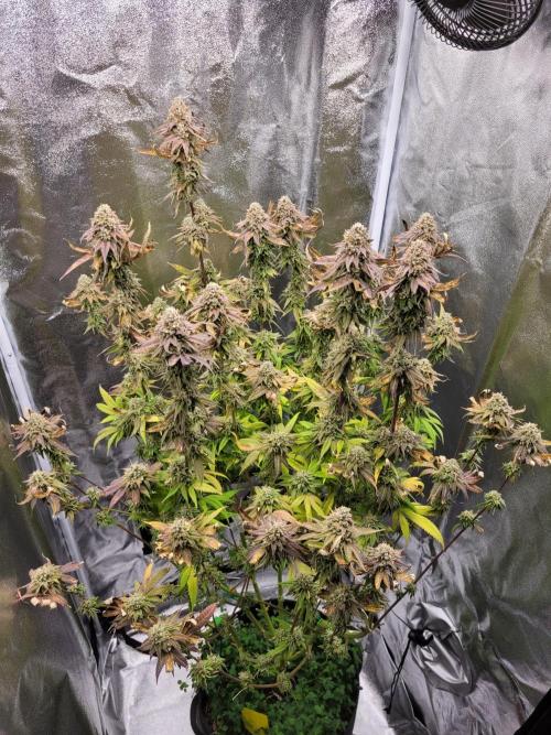 A new Hope. Week 16