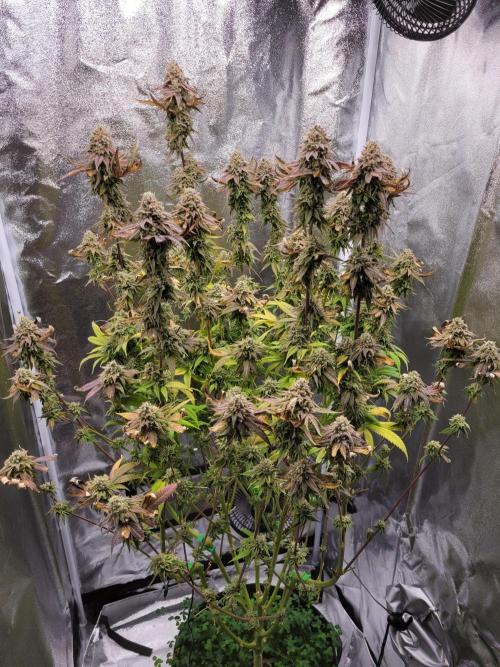 A new Hope. Week 16