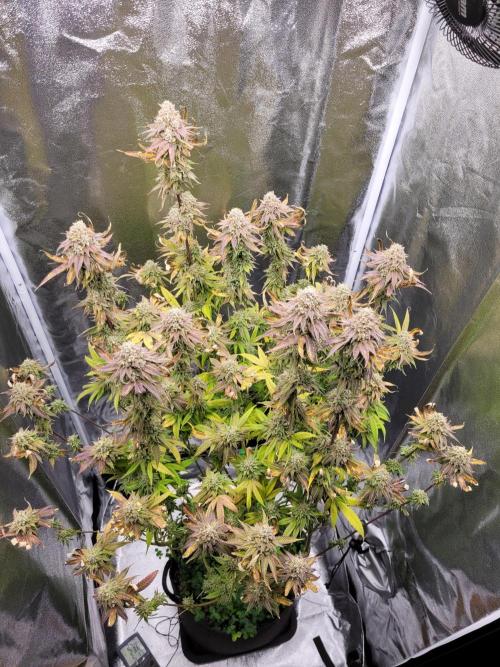 A new Hope. Week 16