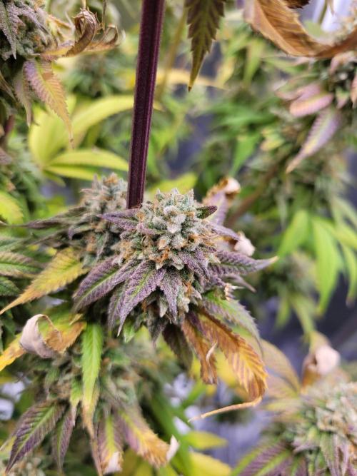 A new Hope. Week 16