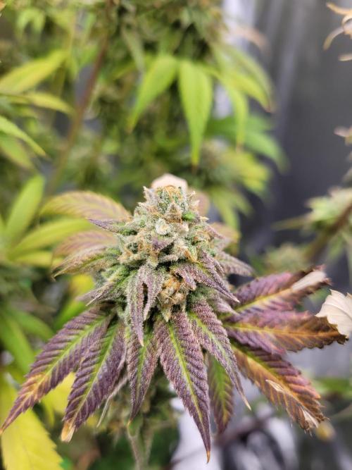 A new Hope. Week 16