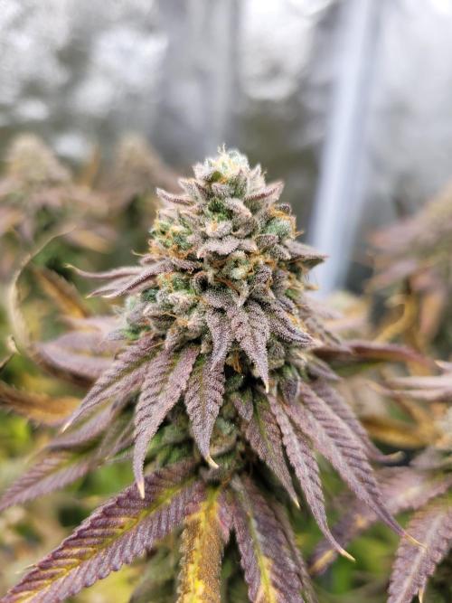 A new Hope. Week 16