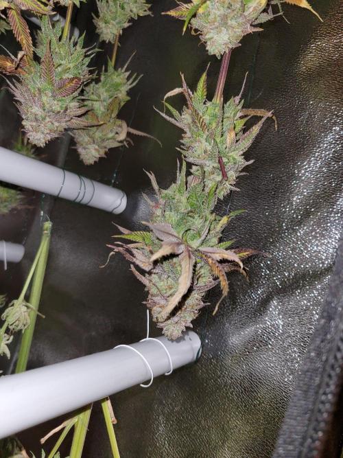 A new Hope. Week 17