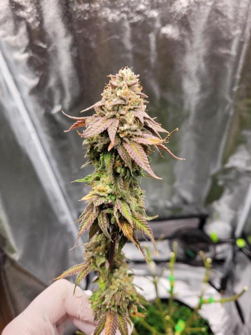 A new Hope. Week 17