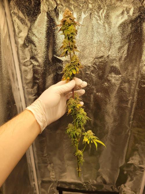 A new Hope. Week 17