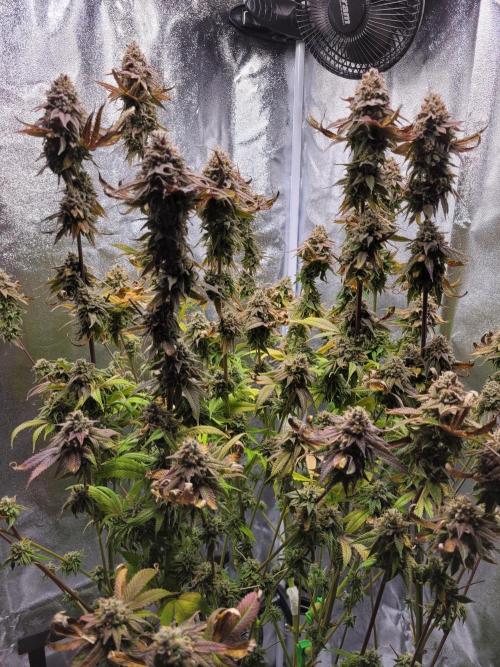 A new Hope. Week 17