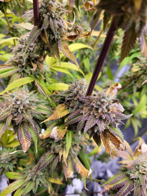 A new Hope. Week 17