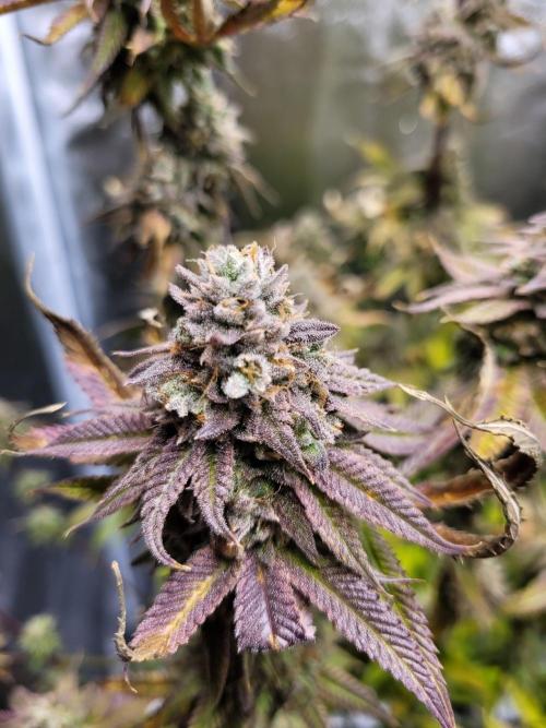 A new Hope. Week 17