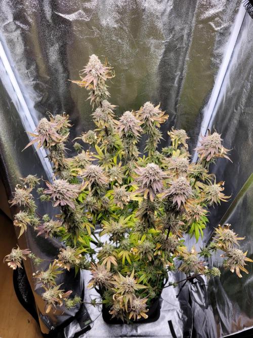 A new Hope. Week 17