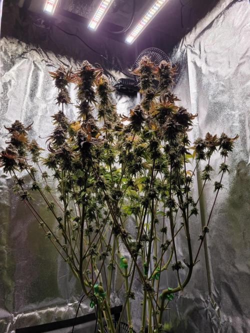 A new Hope. Week 17