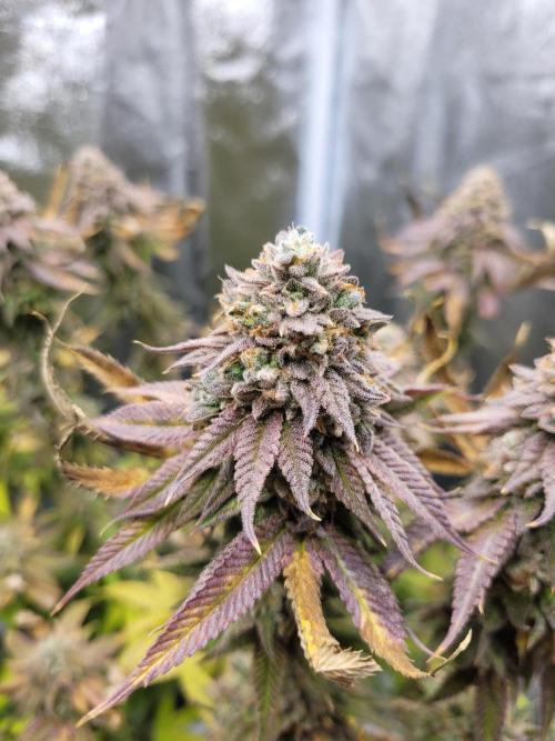 A new Hope. Week 17