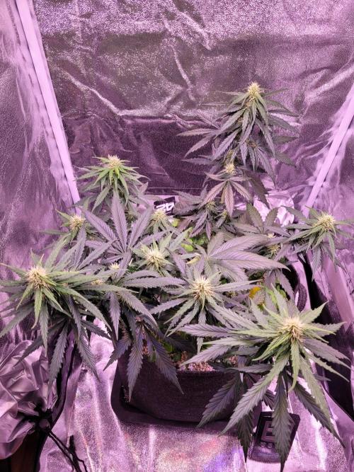 Monkey Candy. Week 5