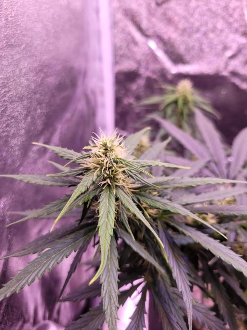 Monkey Candy. Week 5