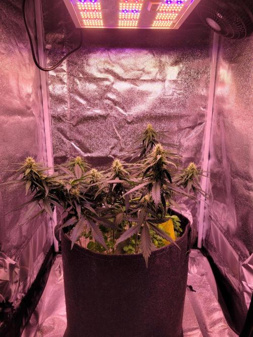 Monkey Candy. Week 5