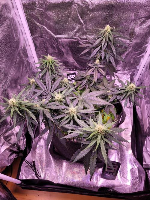 Monkey Candy. Week 5