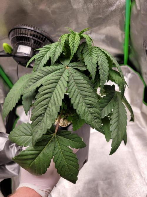 Blue Ginseng. Week 3