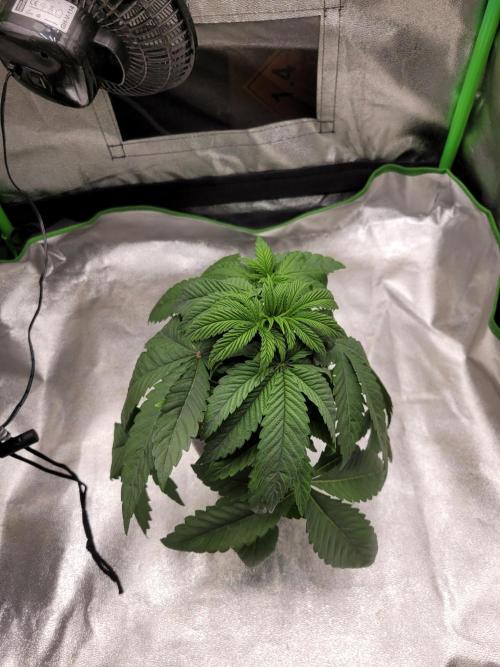 Blue Ginseng. Week 3