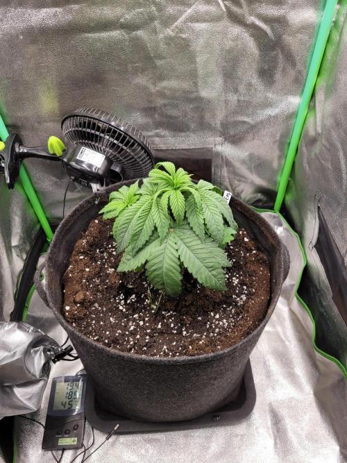 Blue Ginseng. Week 3