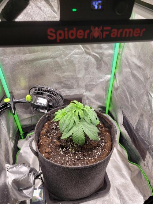 Blue Ginseng. Week 3