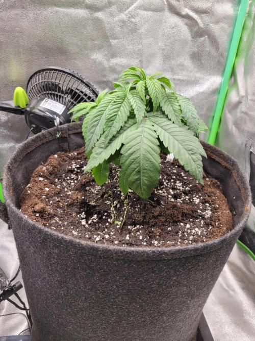 Blue Ginseng. Week 3