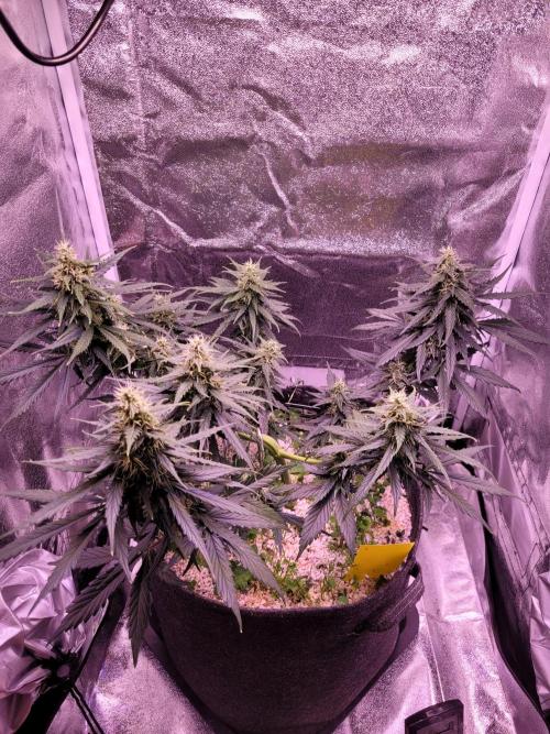 Monkey Candy. Week 6
