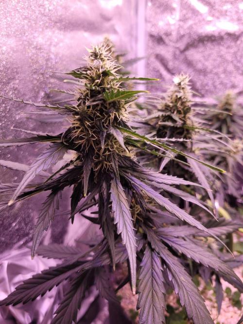 Monkey Candy. Week 6
