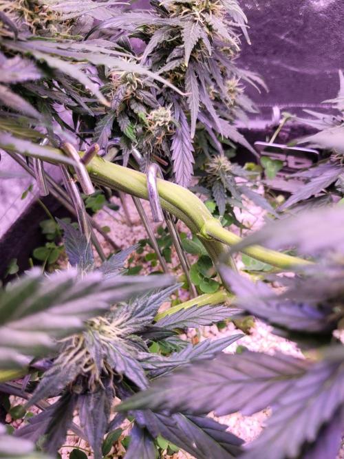 Monkey Candy. Week 6