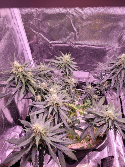 Monkey Candy. Week 6