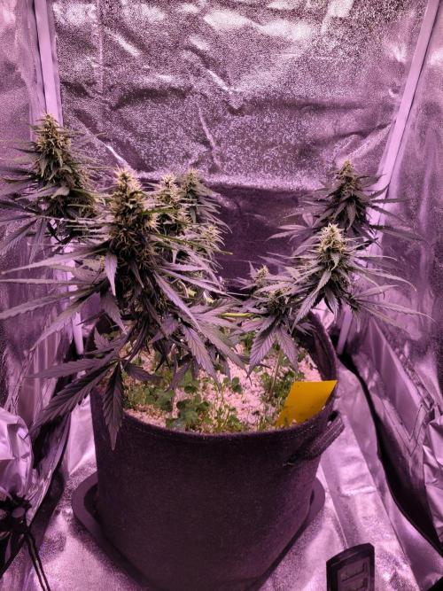 Monkey Candy. Week 6