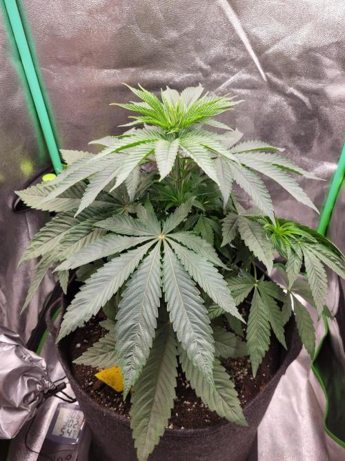 Blue Ginseng. Week 4