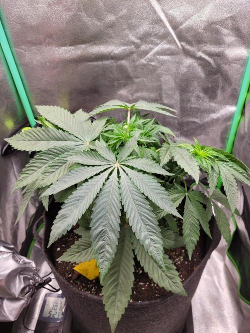 Blue Ginseng. Week 4