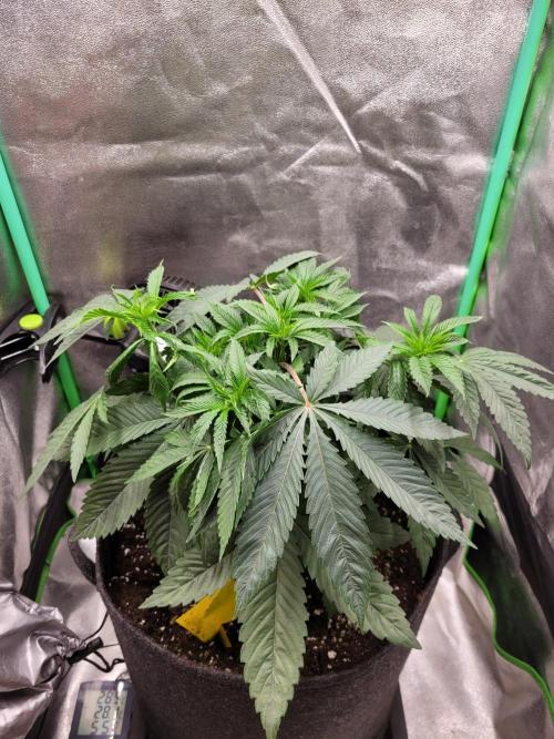 Blue Ginseng. Week 4