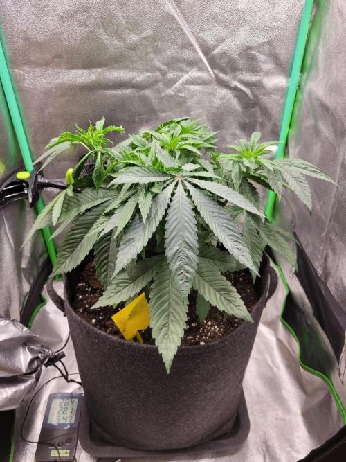 Blue Ginseng. Week 4