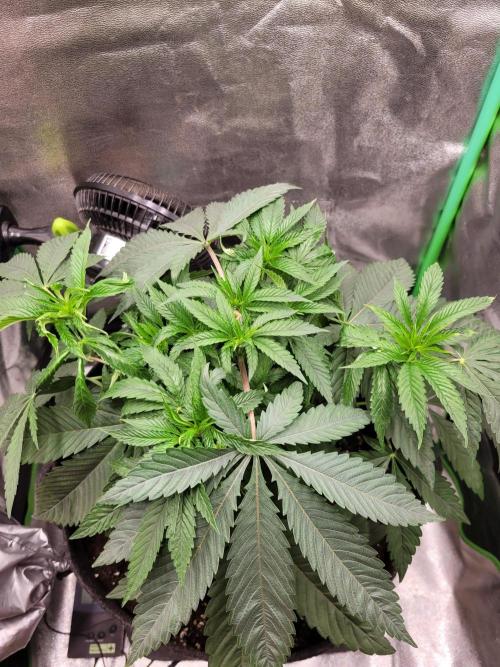 Blue Ginseng. Week 4