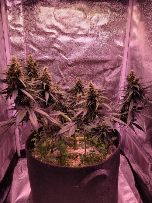 Monkey Candy. Week 7