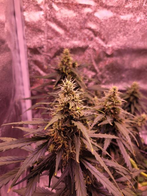 Monkey Candy. Week 7