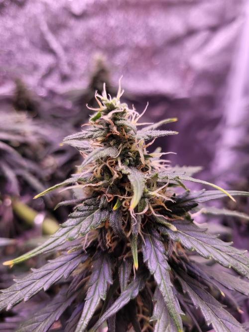 Monkey Candy. Week 7