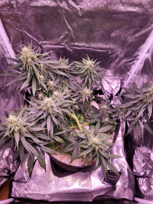 Monkey Candy. Week 7
