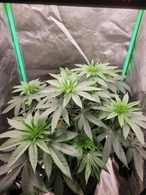 Blue Ginseng. Week 5