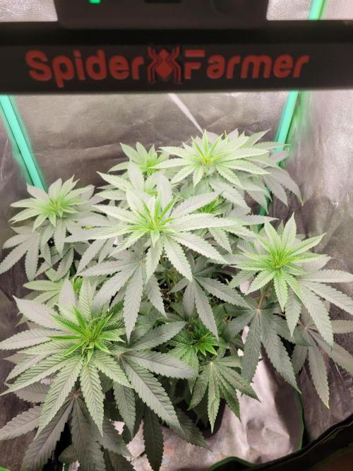 Blue Ginseng. Week 5