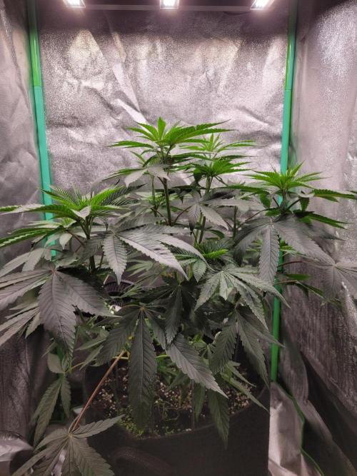 Blue Ginseng. Week 5
