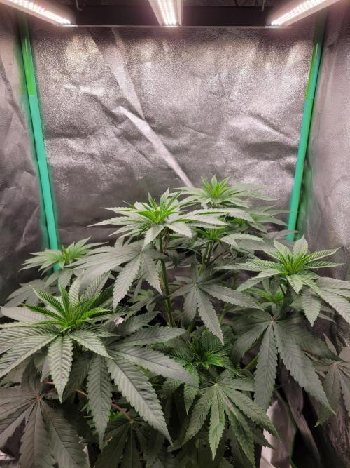 Blue Ginseng. Week 5