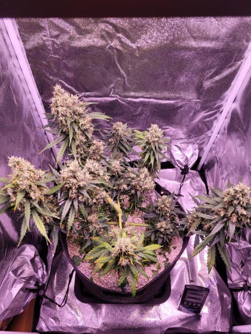 Monkey Candy. Week 9