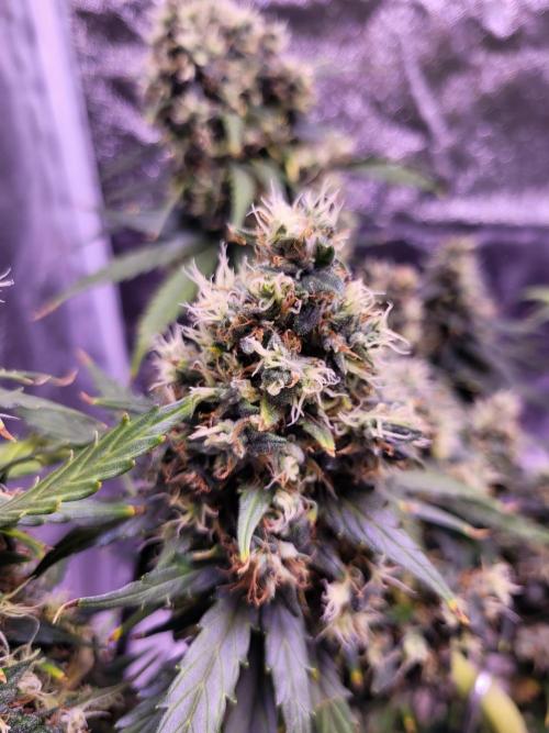 Monkey Candy. Week 9