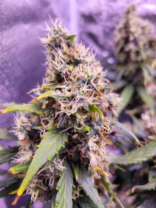 Monkey Candy. Week 9