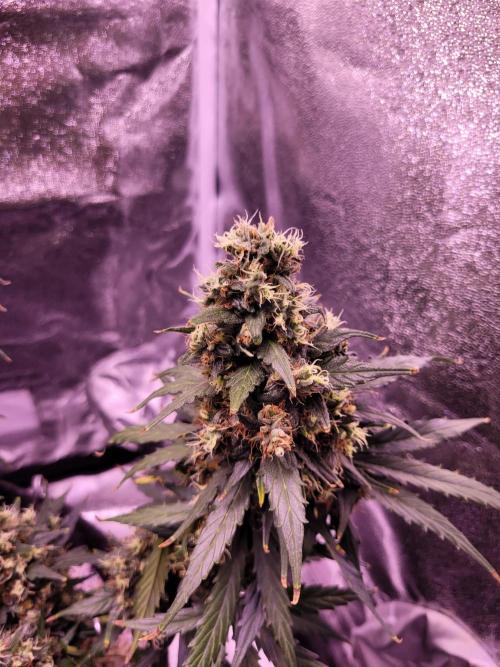 Gorilla Z Auto. Week 9