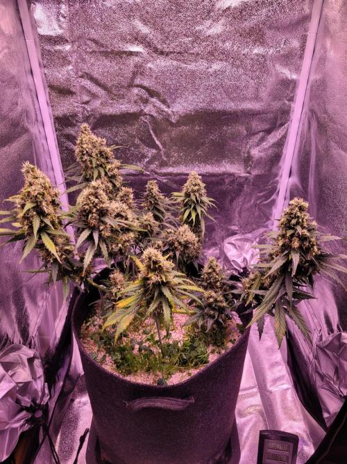 Monkey Candy. Week 9