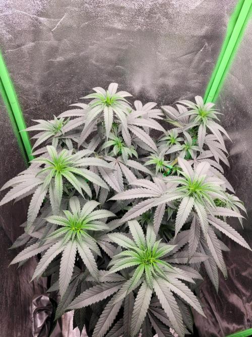 Blue Ginseng. Week 7