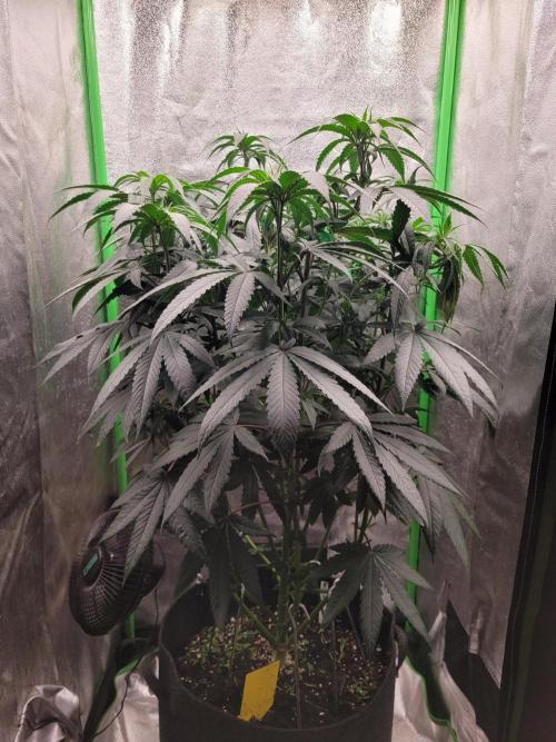 Blue Ginseng. Week 7