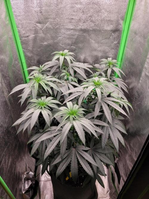 Blue Ginseng. Week 7